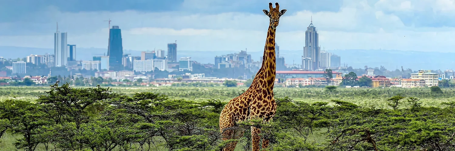 d51816_3e8a5bcb51c044caa00492fe35b20b72~mv2 1.webp